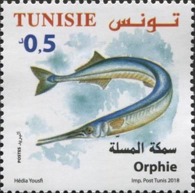 Garfish (Belone belone)