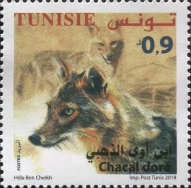 Golden Jackal (Canis aureus)