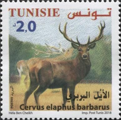 Barbary Stag (Cervus elaphus barbarus)