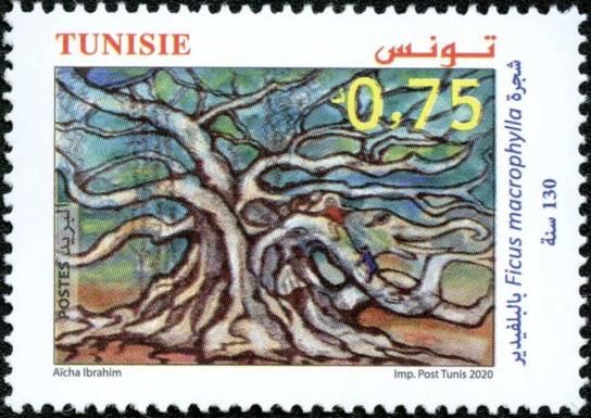 Ficus macrophylla Tree at Belvédère Park, Tunis