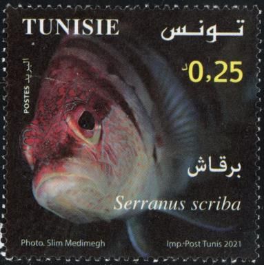 Painted Comber (Serranus scriba)