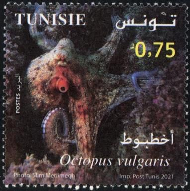 Common Octopus (Octopus vulgaris)