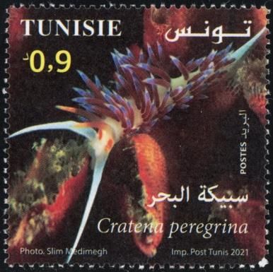 Pilgrim Hervia (Cratena peregrina)