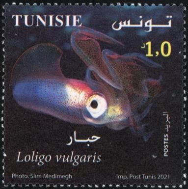 Common Squid (Loligo vulgaris)
