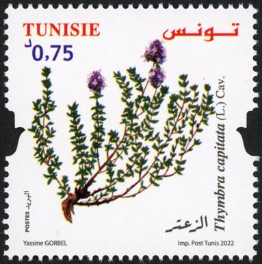 Thyme (Thymbra capitata)