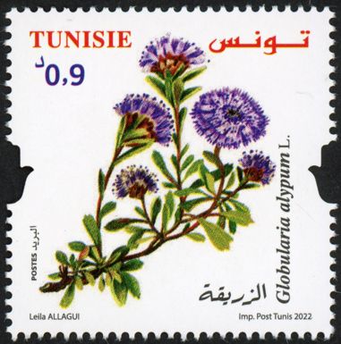 Globularia alypum