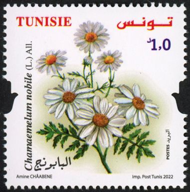 Camomile (Chamaemelum nobile)