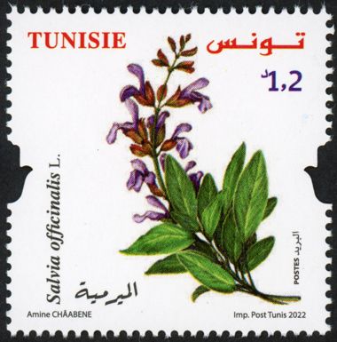 Sage (Salvia officinalis)