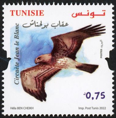 Short-Toed Snake Eagle (Circaetus gallicus)
