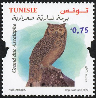 Pharaoh Eagle-Owl (Bubo ascalaphus)