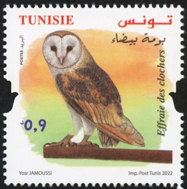 Barn Owl (Tyto alba)