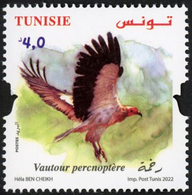 Egyptian Vulture (Neophron percnopterus)