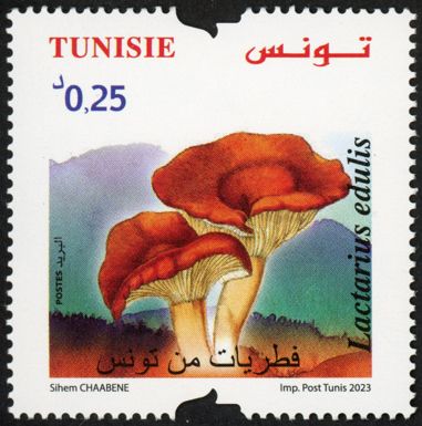 Lactarius edulis