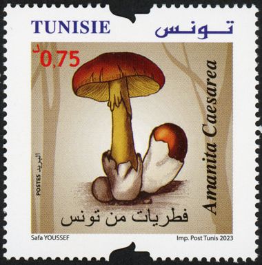Amanita caesarea