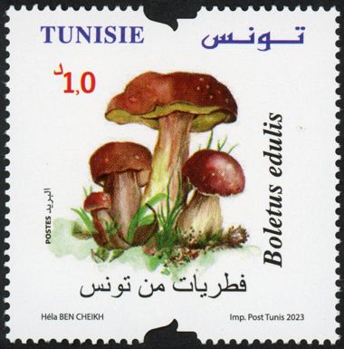 Boletus edulis