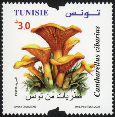 Cantharellus cibarius