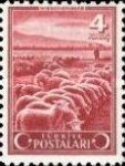 Merino Sheep (Ovis aries)