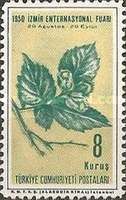 Hazel Nuts