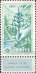 Planting Fir Tree