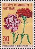 Carnations (Dianthus caryophyllus)