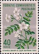 Jasmine (Jasminum officinale)