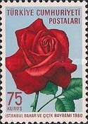 Roses (Rosa hybr.)