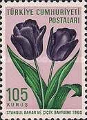 Garden Tulips (Tulipagesneriana)