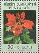 Poinsettia