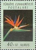 Bird of Paradise Flower