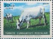 Bozirk Cattle (Bos primigenius taurus)
