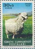 Angora Goat (Capra aegagrus hircus)