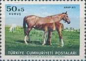 Arabian Thoroughbred (Equus ferus caballus)