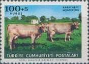 Montafon Cattle (Bos primigenius taurus)