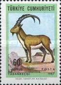 Wild Goat (Capra aegagrus)
