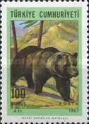 Brown Bear (Ursus arctos)