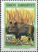 Wild Boar (Sus scrofa)