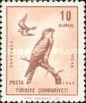 Common Kestrel (Falco tinnunculus)