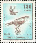 Saker Falcon (Falco cherrug)