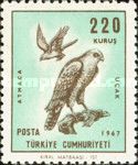 Eurasian Sparrowhawk (Accipiter nisus)