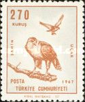 Common Buzzard (Buteo buteo)