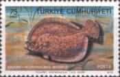 Turbot (Scophthalmus maximus)
