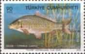 Common Carp (Cyprinus carpio)