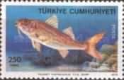 Red Mullet (Mullus barbatus)