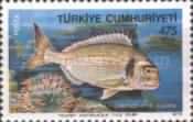 Gilt-head Seabream (Chrysophrys aurata)