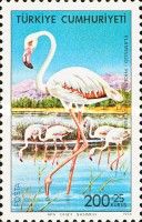 Greater Flamingo (Phoenicopterus roseus)