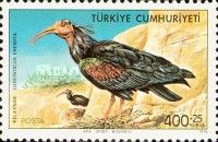 Bald-headed Ibis (Geronticus eremita)