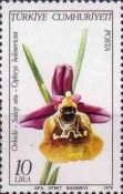 Ophrys holosericea - Late Spider Orchid