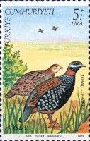 Black Francolin (Francolinus francolinus)