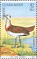 Great Bustard (Otis tarda)