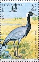 Demoiselle Crane (Anthropoides virgo)